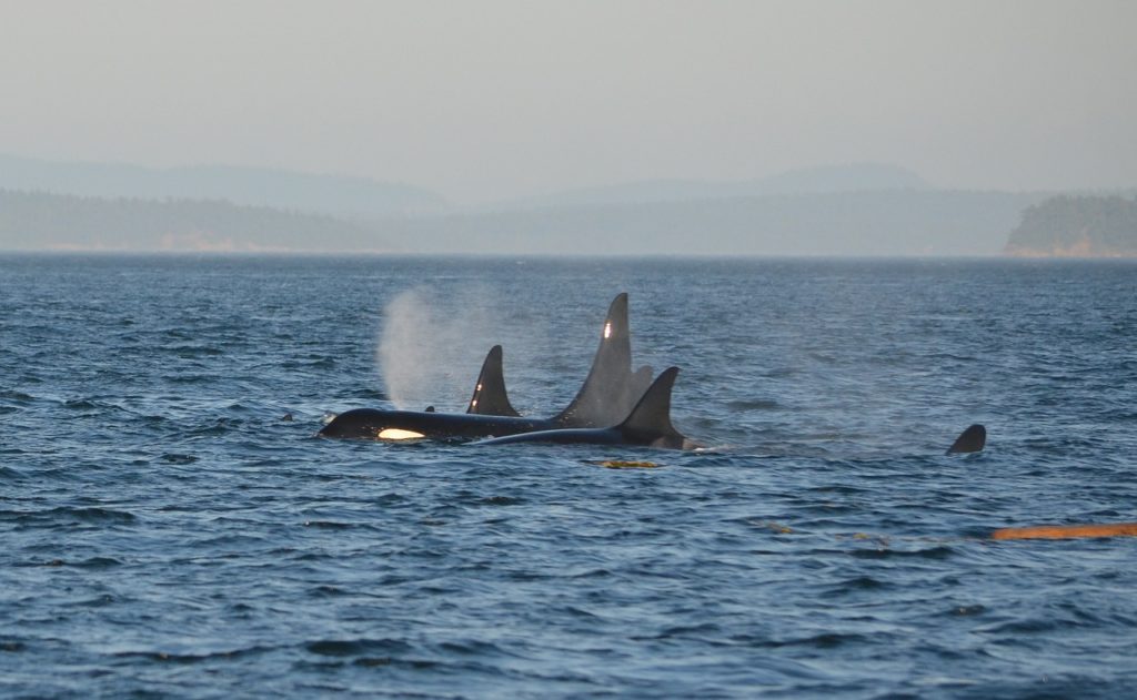 orca, pod, killer whale-596877.jpg
