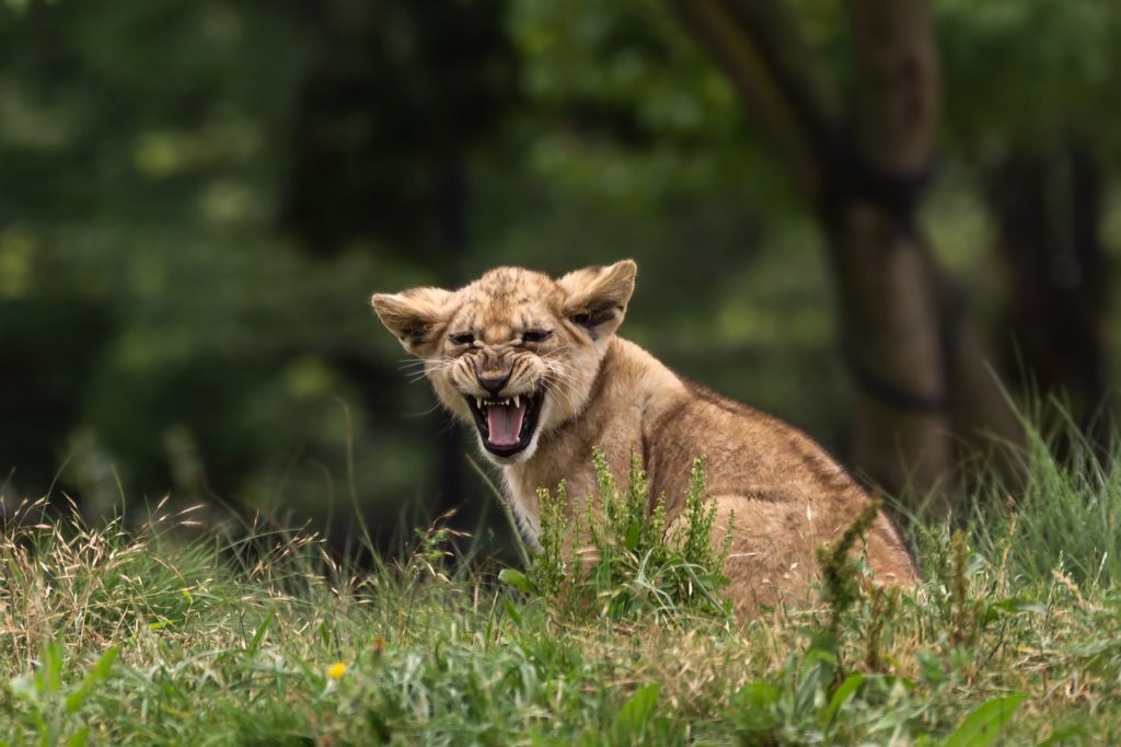 zoo, lion cub, predator-3726403.jpg
